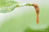 Fight spider mites on indoor plants