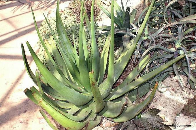 Aloe kriptopodası