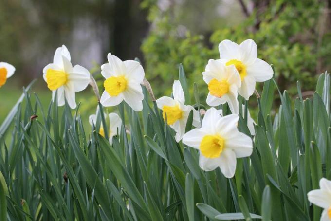 Narcizai – Narcizas