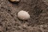 Engrais pour pommes de terre: comment fertiliser correctement les plants de pommes de terre