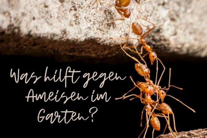 النمل في الحديقة - المسارات
