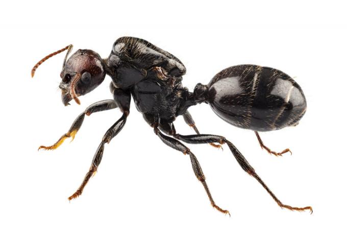 mravenci s bílými pruhy