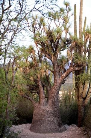 メキシコ砂漠の象の足のヤシの木