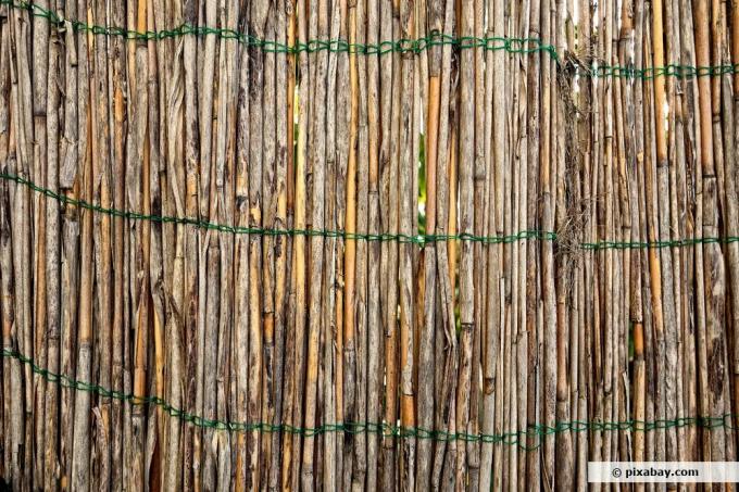Gizlilik ekranı olarak bambu
