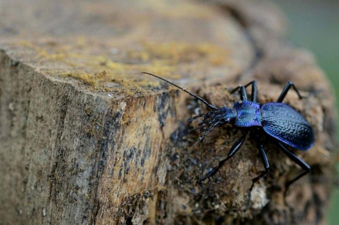 Dark blue ground beetle (Carabus intricatus)