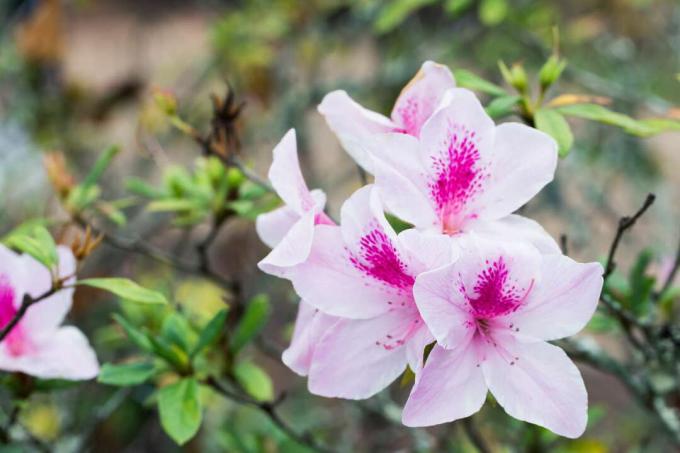 Rožnata cvetoča azaleja Satsuki (Azalea Rhododendron)