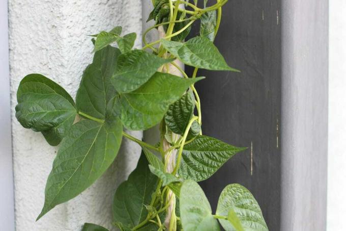 Klätterbönor - Phaseolus vulgaris