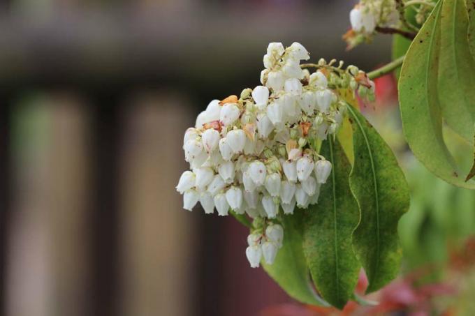 Loquat yra graži dekoratyvinė mediena su mažomis baltomis gėlėmis