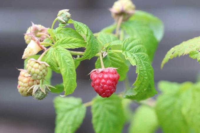 Framboesa - Rubus idaeus