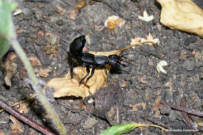 Black mold beetle (Ocypus olens), black beetle pincers