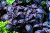 블랙 바질: 재배, 관리 및 사용