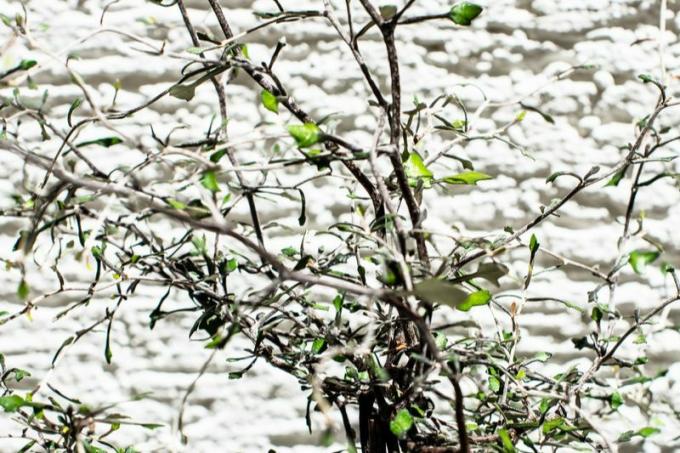 Sicksackbuske (Corokia cotoneaster) framför en husvägg