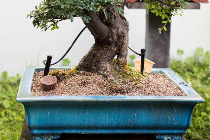 Flate bonsaipotter er ideelle for planten.