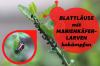 Gunakan larva ladybird untuk melawan kutu daun
