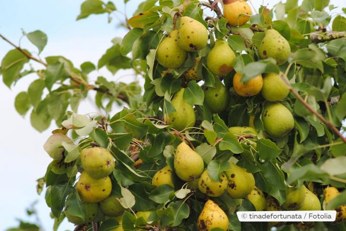 Päronträd med massor av frukter