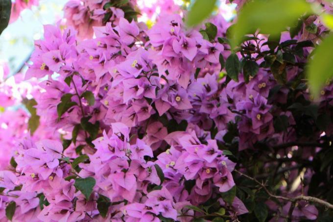 Bougainvillea cveti zelo obilno