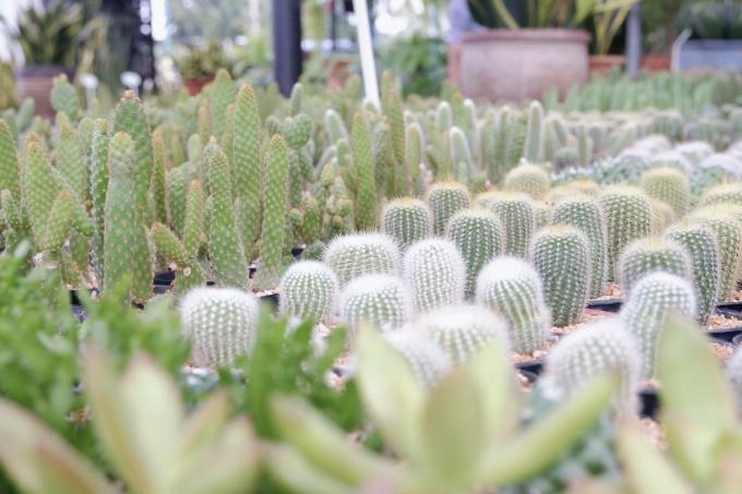 Sélection de variétés de cactus