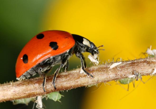 Ladybug naikina naudingus vabzdžius