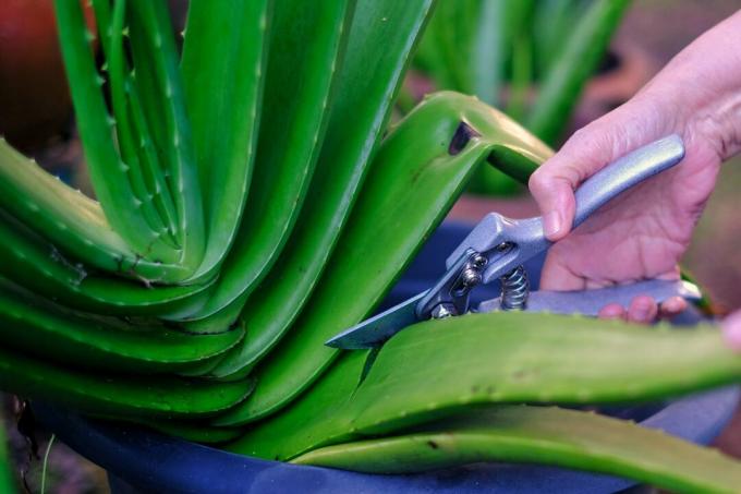 Rostlina aloe vera se stříhá nůžkami