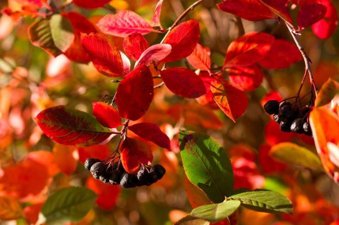 붉은 잎과 검은 열매가 있는 초크베리