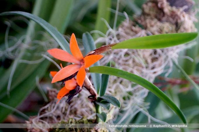 Видове орхидеи, Ceratostylis