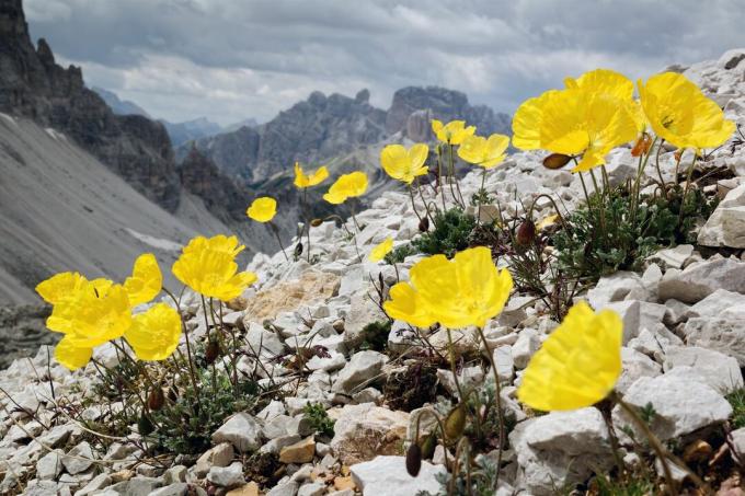 Flores amarelas da papoila alpina na paisagem rochosa