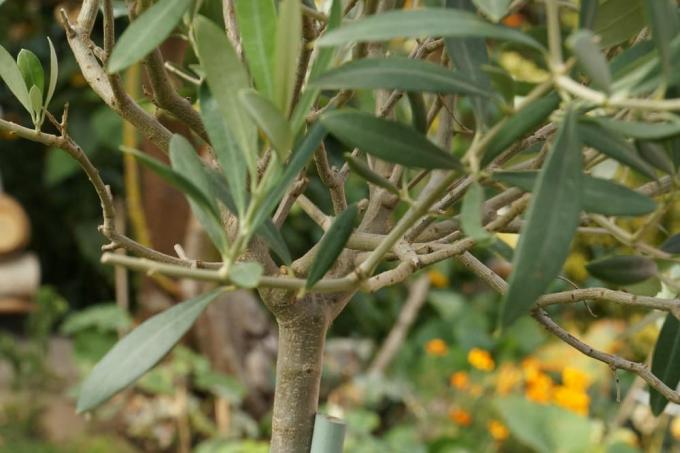 شجرة الزيتون - Olea europaea