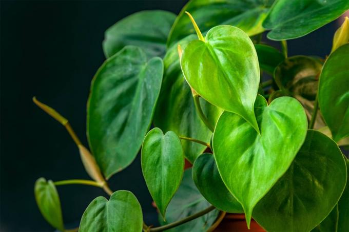Kiipeily Philodendron (Philodendron scandens)