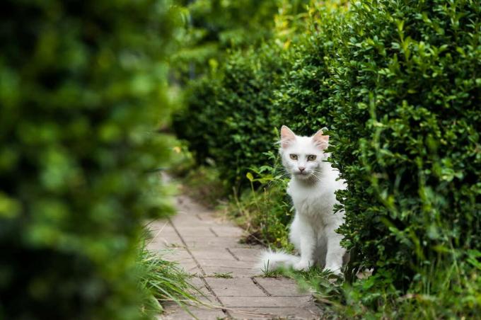 Vit katt framför buxbom i trädgården