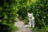 10 giftiga trädgårdsväxter för husdjur