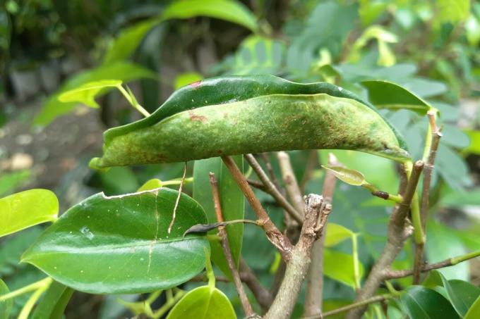 Objokani figovi listi s škodljivci