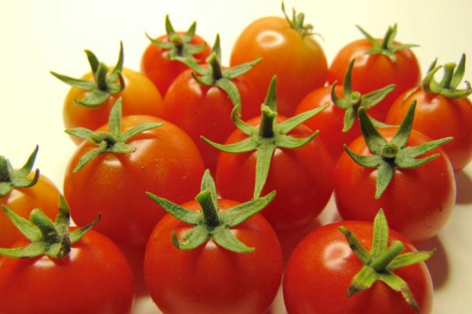 Ripe Tiny Tim tomatoes