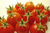 עגבנייה זעירה של טים: טיפול ושימוש