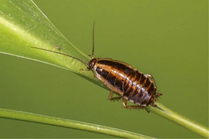 Cucaracha alemana (Blattella germanica)