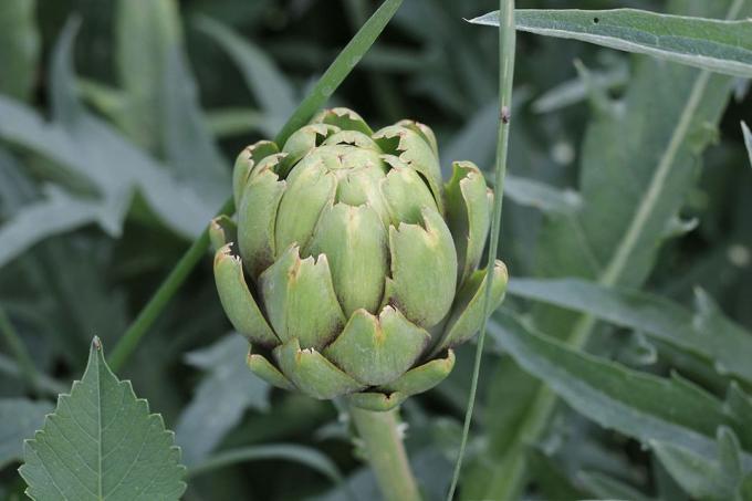 Sayuran dengan A: artichoke (Cynara cardunculus subsp. skolimus)