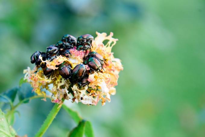 Utfodringsskador orsakade av japanska skalbaggar