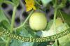 Att odla citrongurka framgångsrikt: så här fungerar det