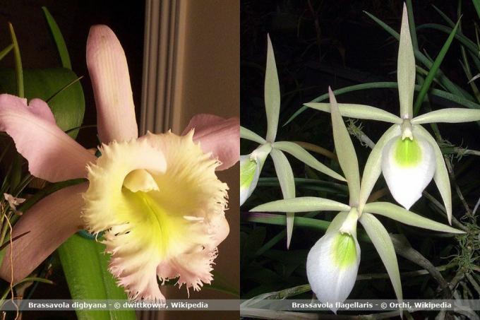 Orchidea fajok, Brassavola