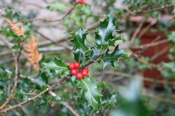 Holly or Ilex with berries