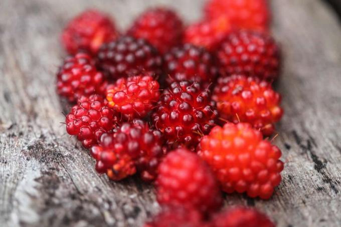 Salmon berries in red on wood