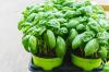Prendre soin du basilic: arroser, fertiliser et couper