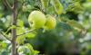 Ποικιλίες μήλων: 50 γλυκές, ξινές & πρώιμες ποικιλίες μήλων