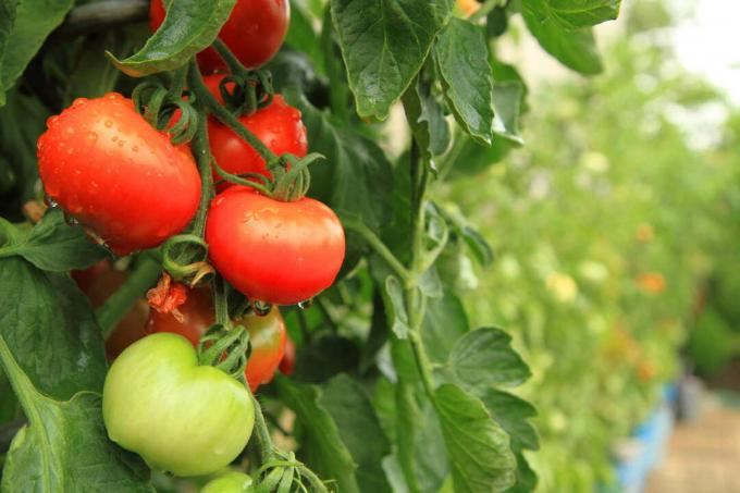 Tomat tomatplanta i trädgården