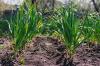 Planting av hvitløk: tips for planting og dyrking
