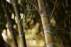 Прискорення росту бамбука