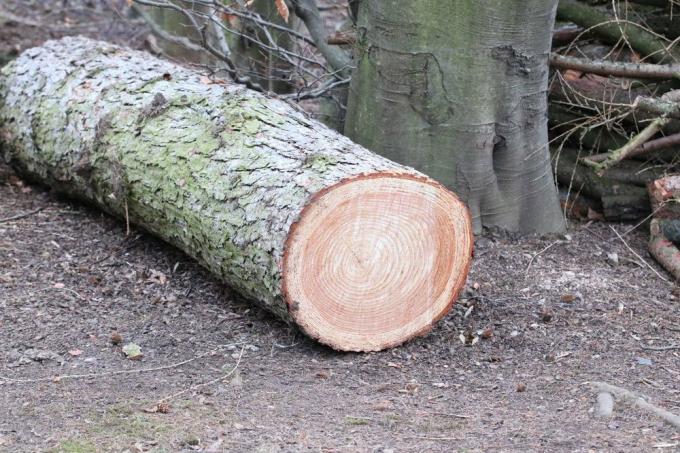 Szerezzen fa kivágási engedélyt a fákra