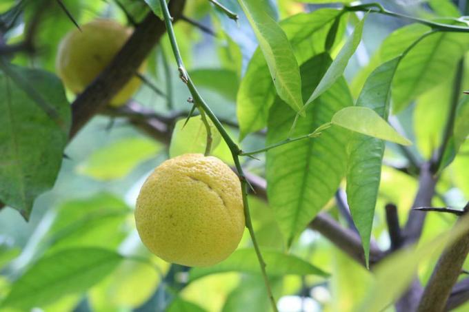 Citronträd kan angripas av skadedjur