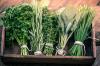 Aromatik bitkiler: bahçe ve balkon için en iyi 10 bitki