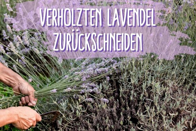 lignified lavendli lõigatud - pealkiri