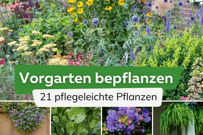 Ön bahçeyi dikmek: 21 bakımı kolay bitki